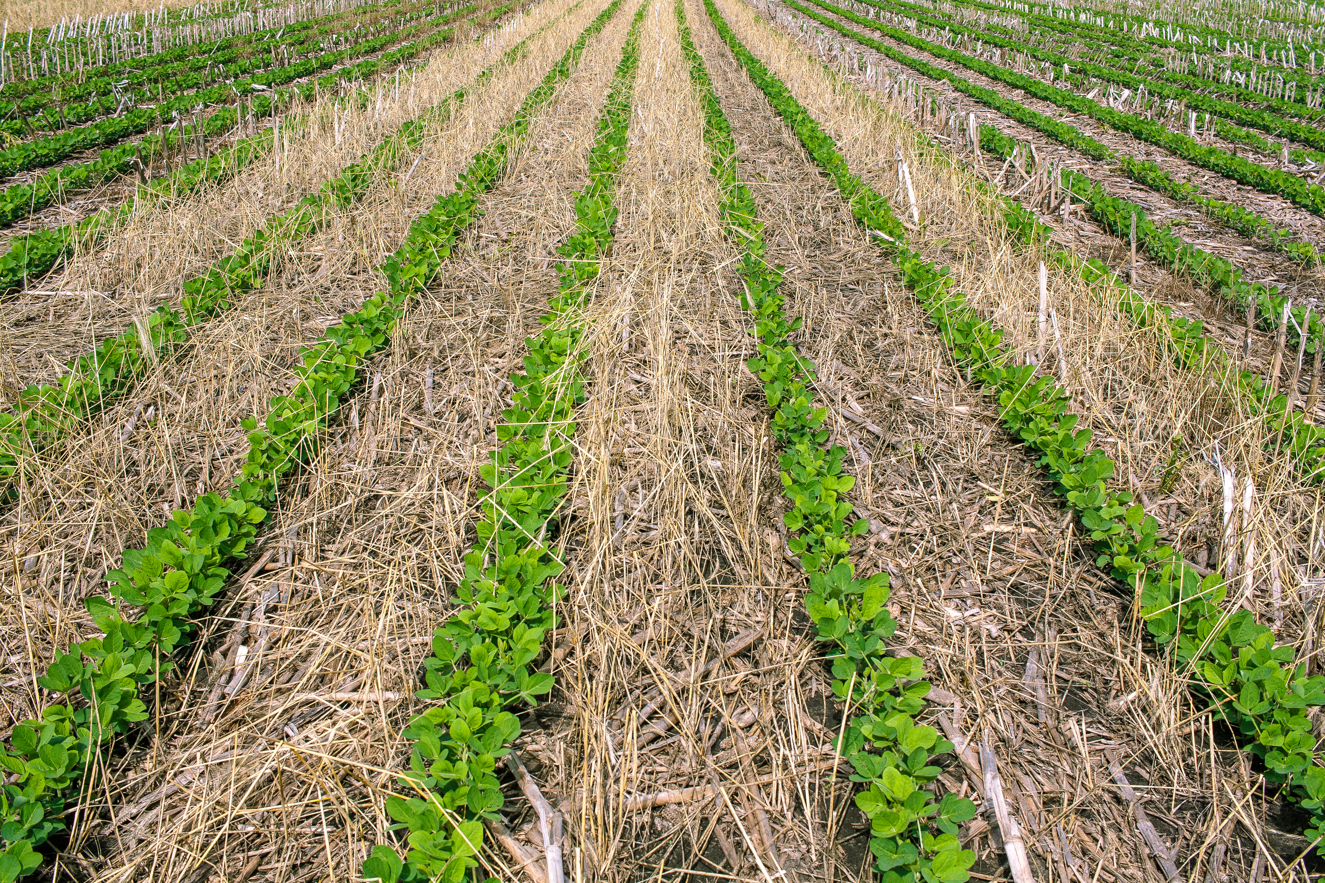 Degraded Soil? Subsoilers and Cover Crops to the Rescue! 4