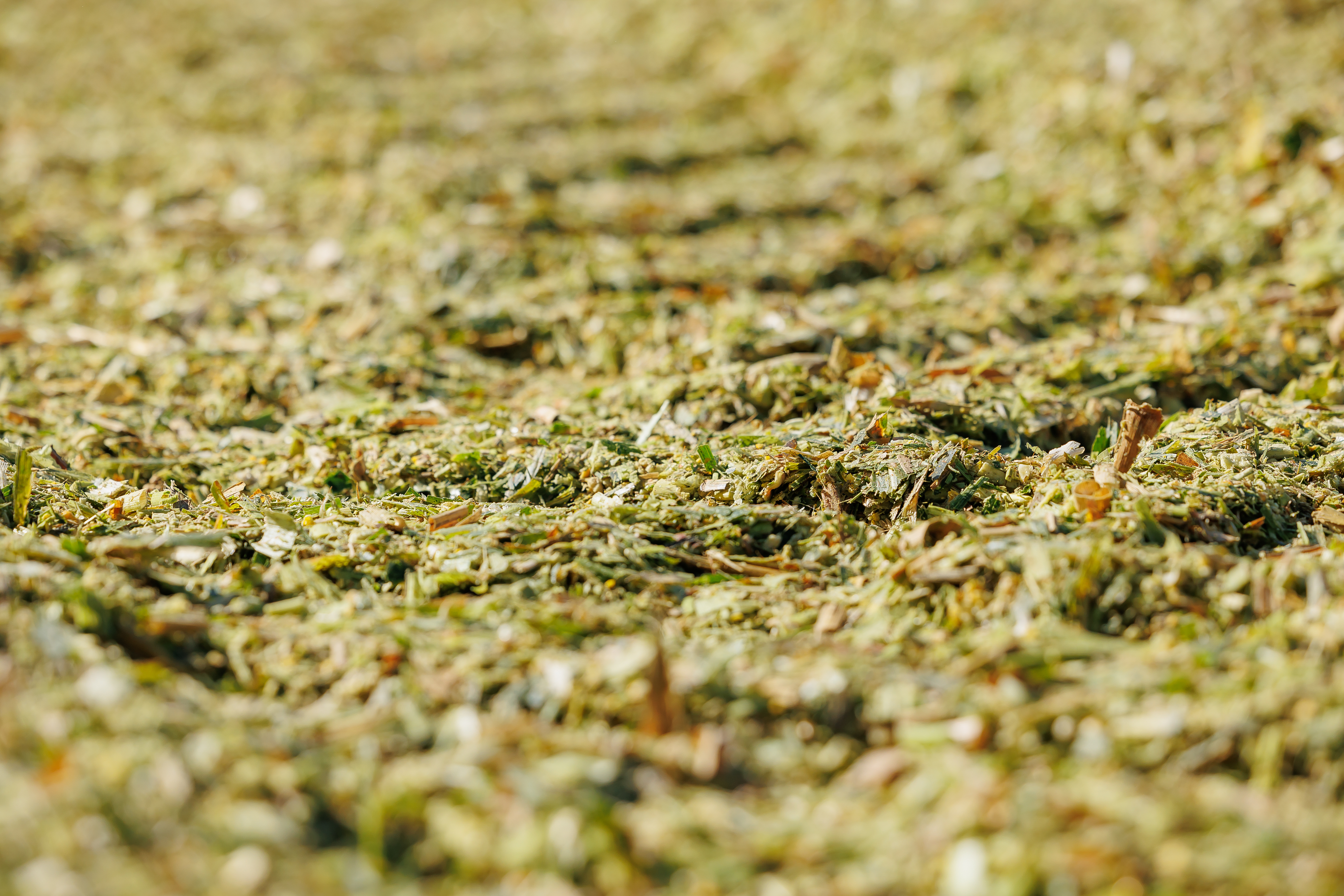 Corn Silage: How to Make It Perfect 1